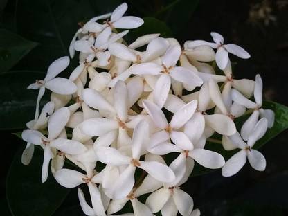 FlowQueens Trothic Ixora/Chethi Plant