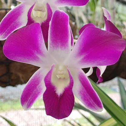 Click Orchid Lily Plant Price in India - Buy Click Orchid Lily Plant