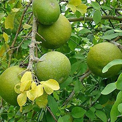Ariya Bel Plant