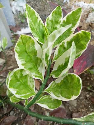 SANGEETS COLLECTION DEVILS BACKBONE PLANT, ORNAMENTAL GARDEN PLANT Seed