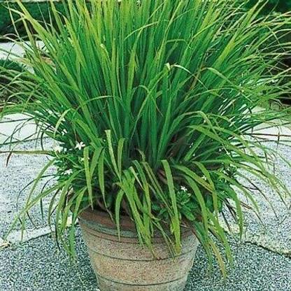 Ukaanda Lemon Grass Plant