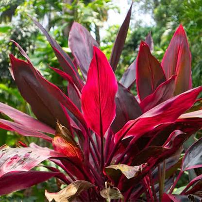 minatigreenhouse Dracaena Plant