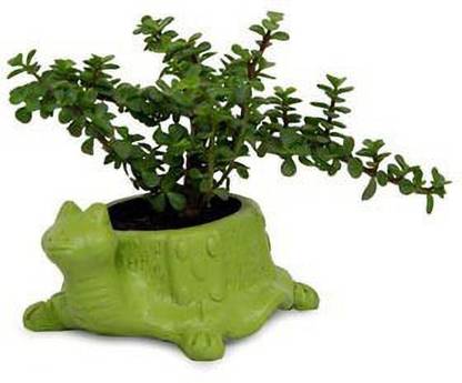 JR GLOBLE Jade Plant