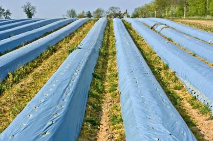 Agritec Agriculture Mulching Sheet/Paper 30 Micron/ 400 Meter Length- 4 Feet Width Garden Mulch