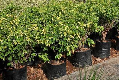 Farmplants Ficus Plant