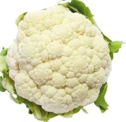 TRICONE Hybrid Suhasini Cauliflower Phool Gobhi Gardening 10 GRAM Seeds SSV38 Seed