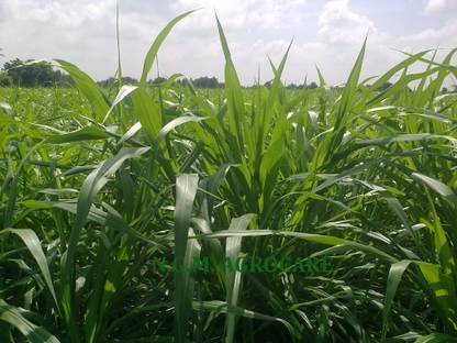 N.G.M. AGROCARE CO 4 Cumbu Napier multi-cut hybrid fodder grass Cutting Slips for Cultivation Seed