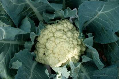CYBEXIS VVI-89 - 100% ORGANIC F1 HYBRID CAULIFLOWER - (150 Seeds) Seed