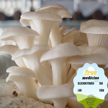 grenfel Oyster Mushroom Spawn/Seeds Edible CO2 Variety 1KG Set of 1 + Free Medicine Kit Seed