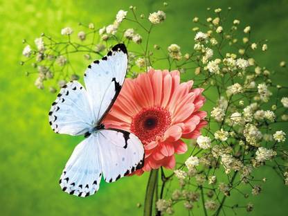Beautifull Butterflies Poster Multi Color Photo Paper Print Poster Photographic Paper