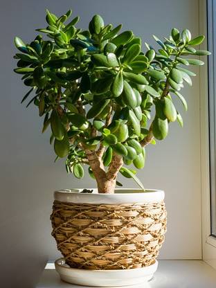 RudraECOM Jade Plant