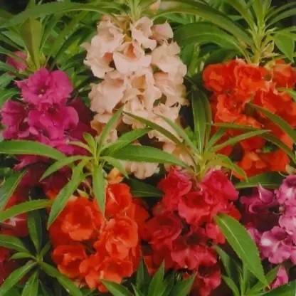 Countgreen Plus Balsam Double Mixed Flower Desi Seeds Summer Variety Special (Buy 1 Get 1 Free) Seed