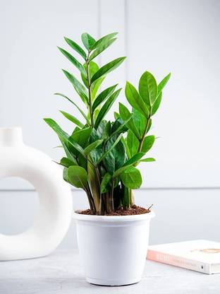 Ugaao ZZ Plant