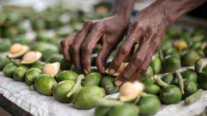 EliteGreen Betel Nut/Supari Plant