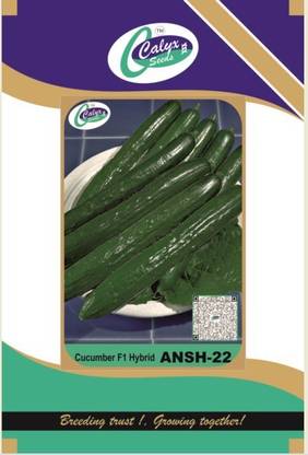 CALYXSEEDS : ANSH-22, HYBRID CUCUMBER, HYBRID CUCUMBER, HYBRID KHEERA, SEEDLESS CUCUMBER Seed