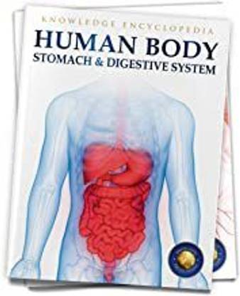 Human Body- Stomach And Digestive System