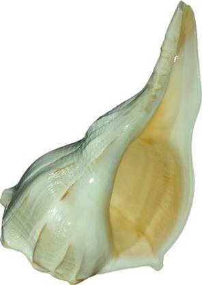 Nepalirudraksha Nepali Rudraksha Sea Shell or Shankh,Pooja Shankh, Dakshinavarti Shankh, (White) Sacred Shankh