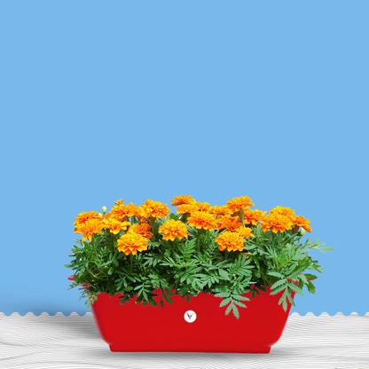 VINSHRA Rectangular Window Flower Pot/Planter/gamla(20 inch, Pack of 2) Plant Container Set