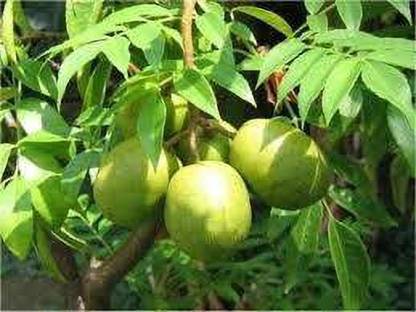 KUMUBON Hog Plum Plant