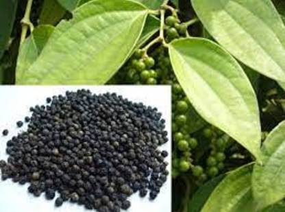 Golmorich Black Pepper Plant