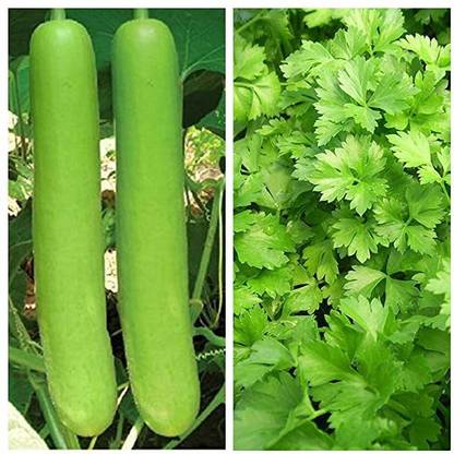 Kenware All Season Coriander (Dhaniya) & Bottle Gourd (Loki) Vegetables Seed