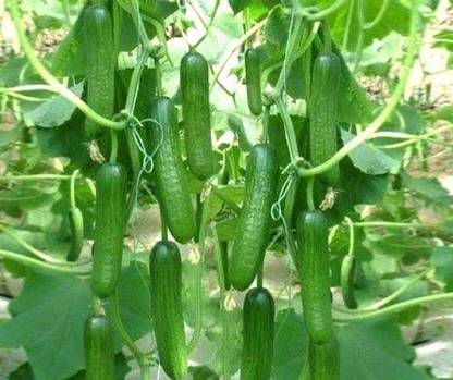 Hybrid cucumber Hybrid cucumber, Cucumber seeds, Kheera beej, Hybrid cucumber seeds Seed