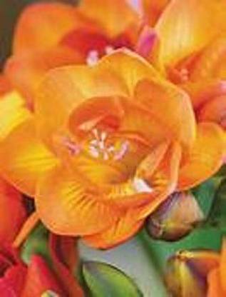 Radha Krishna Agriculture Freesia orange Double Flower (Aromatic Flowers) Imported ( Pack of 25) Seed