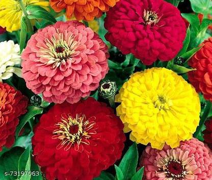 DST ZINNIA SEEDS Seed