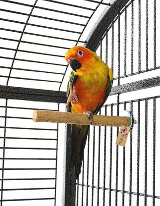 Western Era Perch/Stand Bird Toy (Medium Birds) (8 Inches) Bird Play Stand
