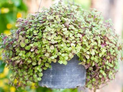 BALA PLANT CREATION Turtle Vine Plant