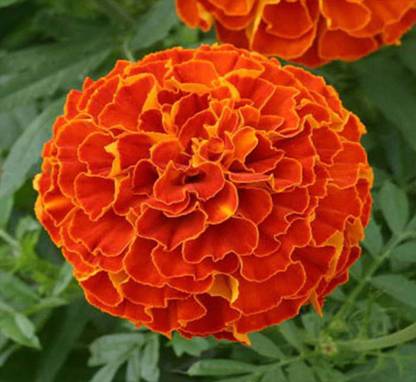 Nisargaa Marigold Orange Laddu Type Flower Seeds Seed