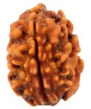 Fine Creation 2 Mukhi Nepali Certified Rudraksha Wood