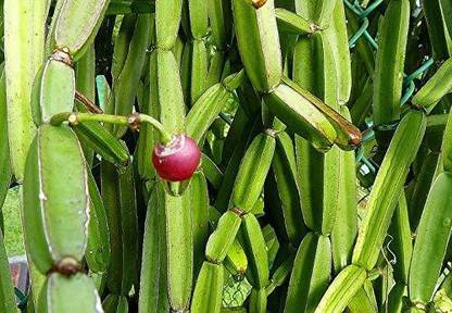 Shiv-Shakti Group harjod Seed