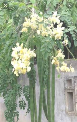 ROSEMERC Moringa Seed