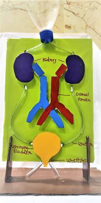 the craft gurus Excretory System With Working Concept - Kidney Working Model For School Project
