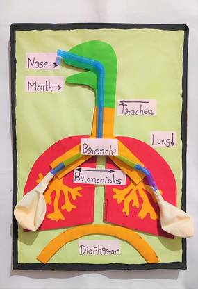 the craft gurus Working model of human Respiratory System - For School Project