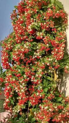 the green dotcom Madhumalti/Rangoon Creeper