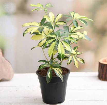 OVALI Saflora Schefflera Plant