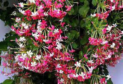 JR GLOBLE Madhumalti/Rangoon Creeper