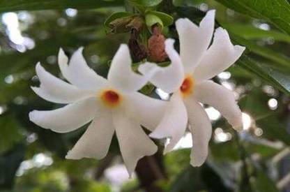 JR GLOBLE Parijat/Harsingar Plant