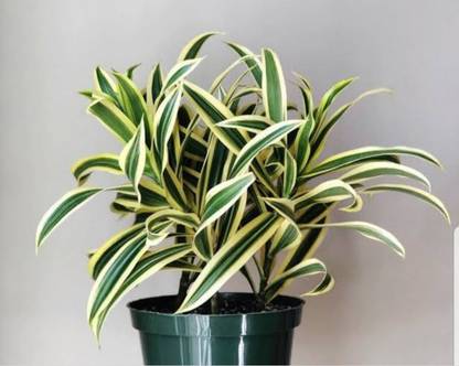 dracaena Song Of India Plant