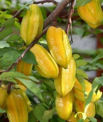 Kamranga Star Fruit Carambola Grafted Plant