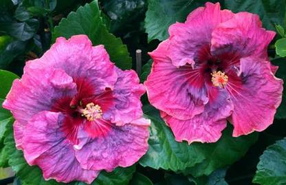 Joba Hibiscus Plant