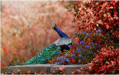 Peacock Bird Big Size Flex Poster For Room MD-3526 Photographic Paper