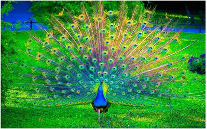 Peacock Bird Big Size Flex Poster For Room MD-3530 Photographic Paper