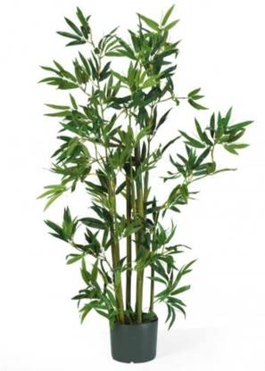 Bamboo Golden Bamboo Plant
