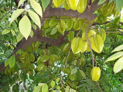 Kapebonavista Karmal Kamrakh Carambola Neermaruthu karamanga Jarul Seed