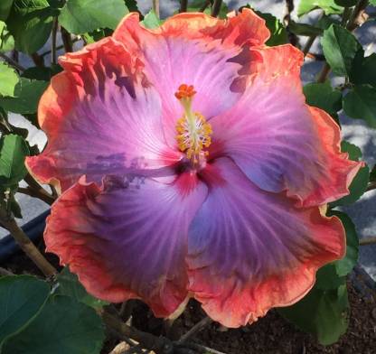 Cloud Farm Hibiscus Plant Price in India - Buy Cloud Farm Hibiscus ...