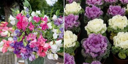 xcentax Sweet peas & Ornamental kale Seed