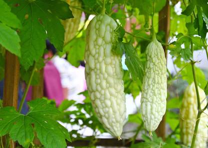 VibeX ® VLR-52 Rare Exotic White Bitter Gourd Seeds Seed
